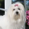 Hårpynt Til Hunde^Ollipet Prikket Hundesløjfe