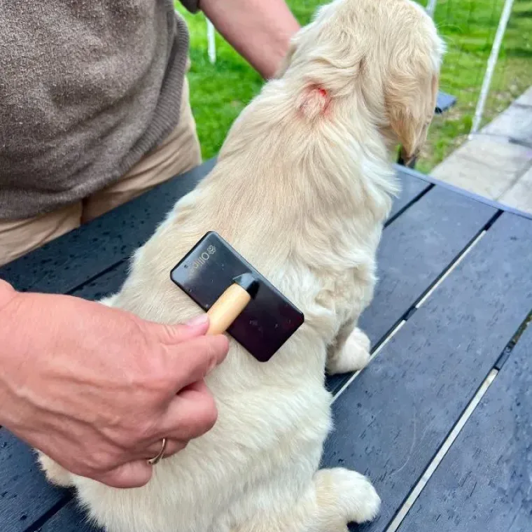 Pelsplejeredskaber^Ollipet Professional Slicker Brush | Med dupper