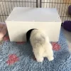 Hvalpe Accessories|Nyfødte Hvalpe 0-8 Uger^Ollipet Puppy Home | OUTLET