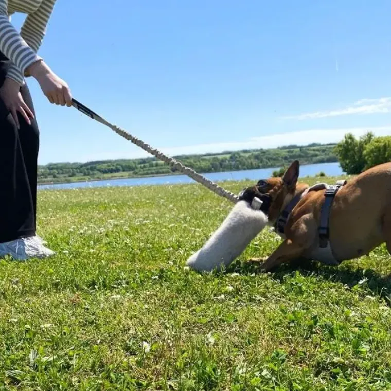 Belønningslegetøj|Separationsangst^Ollipet Rabbit Tail Bungee | Belønningslegetøj