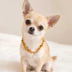 Hundehalsbånd|Miljøvenlige, Bæredygtige & Øko Produkter^Ollipet Ravhalsbånd med Swarovskisten | Mini