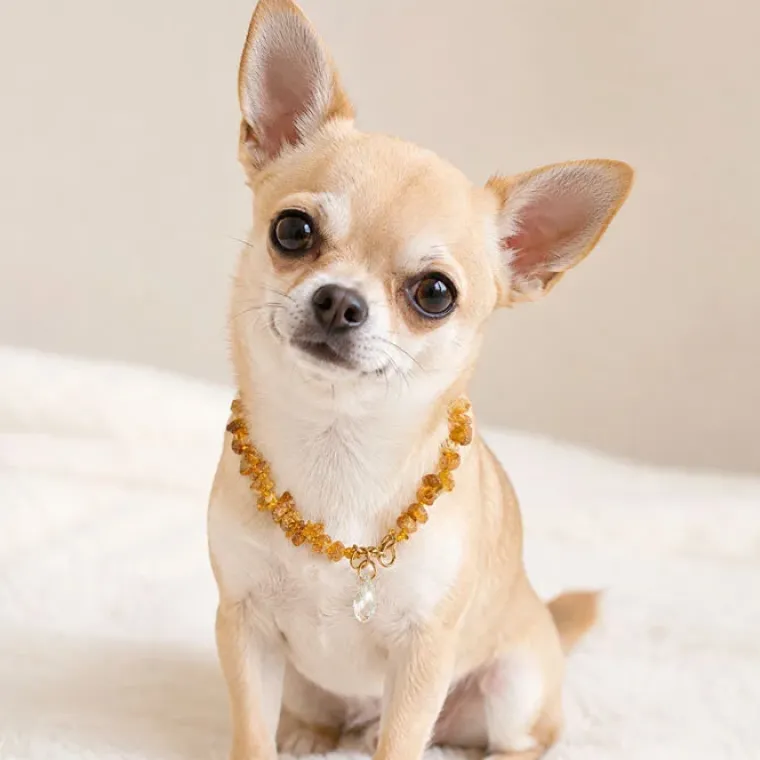 Hundehalsbånd|Miljøvenlige, Bæredygtige & Øko Produkter^Ollipet Ravhalsbånd med Swarovskisten | Mini
