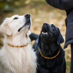 Hundehalsbånd^Ollipet Ravhalsbånd mod utøj | Med læderspænde