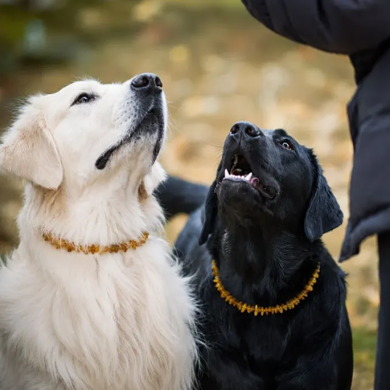 Hundehalsbånd^Ollipet Ravhalsbånd mod utøj | Med læderspænde