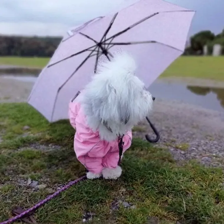❄️Klar Til Vintervejret|Hundetøj^Ollipet regndragt til hunde | Color Collection | OUTLET