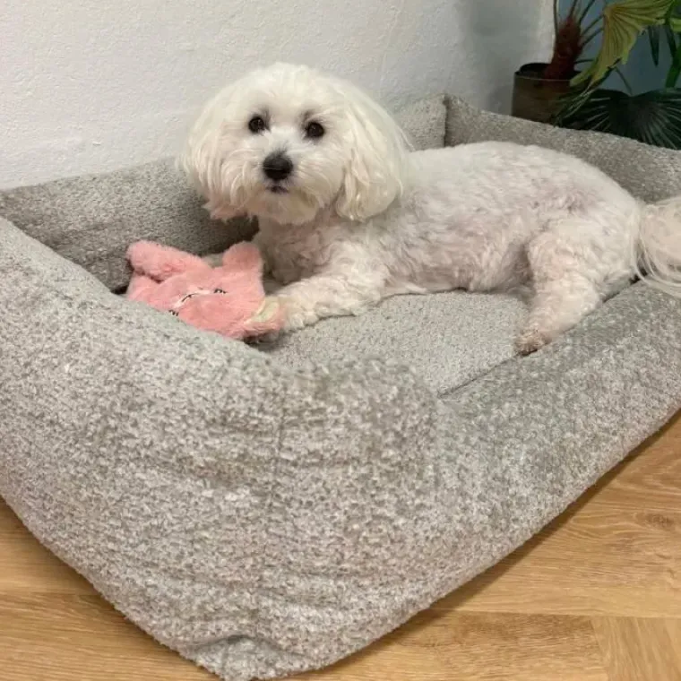 Hundesenge^Ollipet Saga Memoryskum Hundekurv