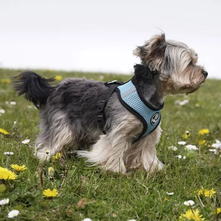 Hundeseler|Hvalpesele Og Hvalpeliner^Ollipet sele og line sæt | Mesh