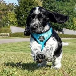 Hundeseler|Hvalpesele Og Hvalpeliner^Ollipet sele og line sæt | Mesh