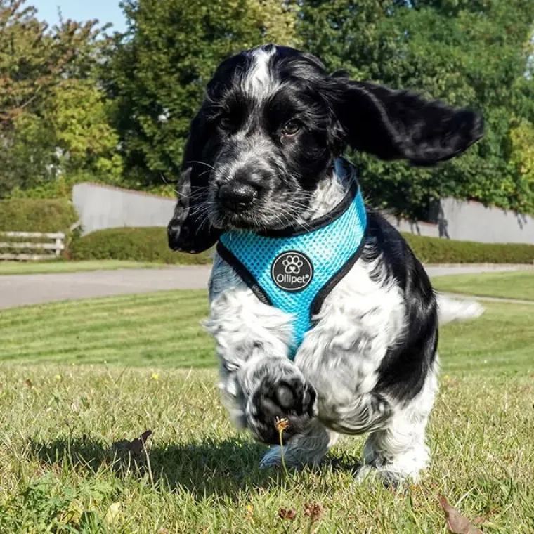 Hundeseler|Hvalpesele Og Hvalpeliner^Ollipet sele og line sæt | Mesh