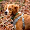 Hundeseler^Ollipet Seoul Step-in Sele + Line | OUTLET
