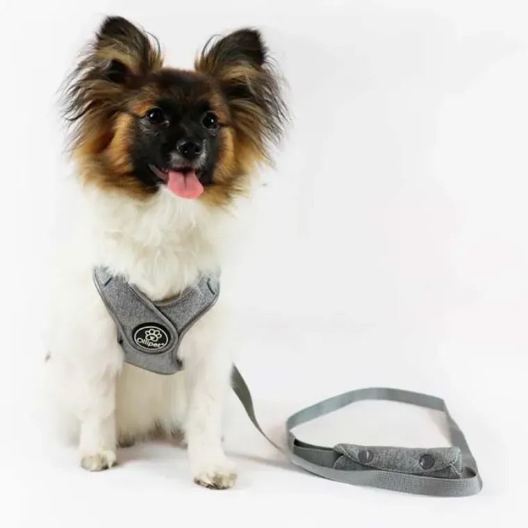Hundeseler^Ollipet Seoul Step-in Sele + Line | OUTLET