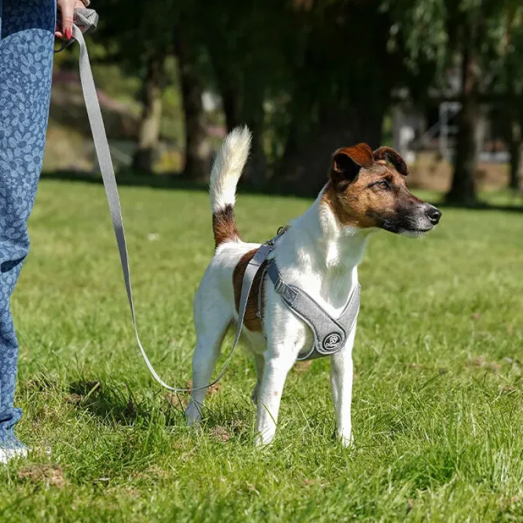 Hundeseler^Ollipet Seoul Step-in Sele + Line | OUTLET
