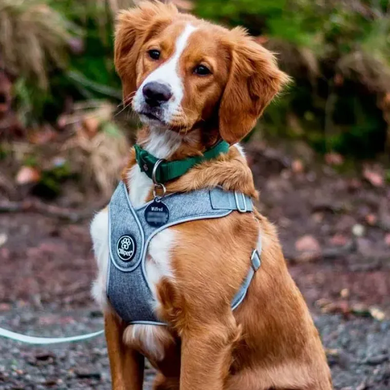 Hundeseler^Ollipet Seoul Step-in Sele + Line | OUTLET
