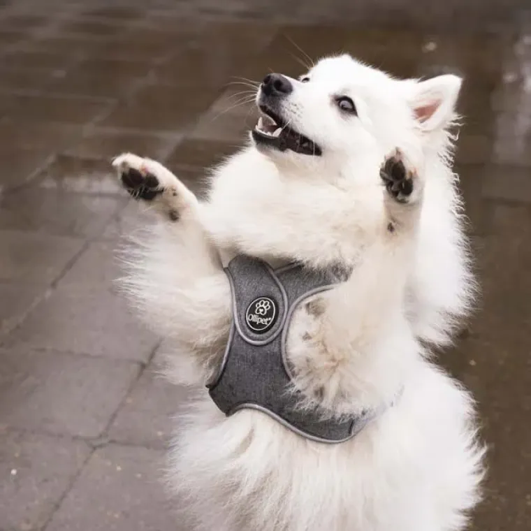 Hundeseler^Ollipet Seoul Step-in Sele + Line | OUTLET