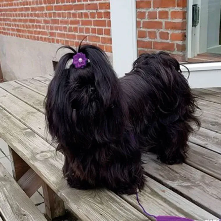Hårpynt Til Hunde^Ollipet Silkeblomst med perle