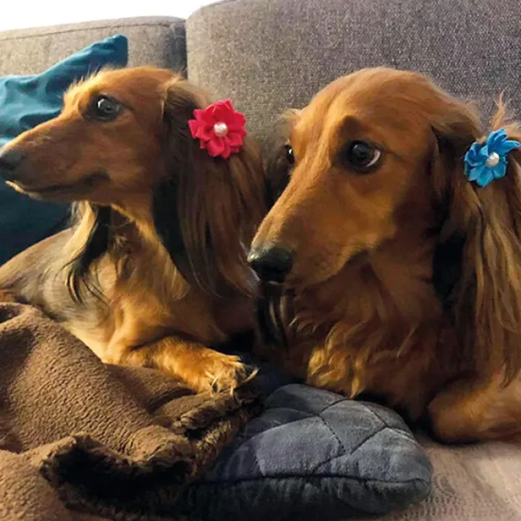 Hårpynt Til Hunde^Ollipet Silkeblomst med perle