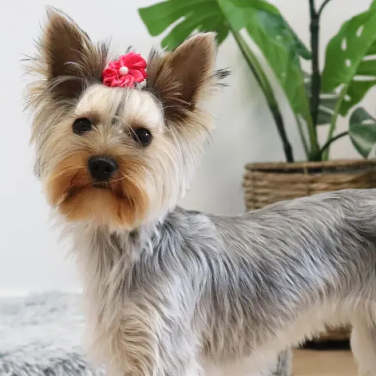 Hårpynt Til Hunde^Ollipet Silkeblomst med perle