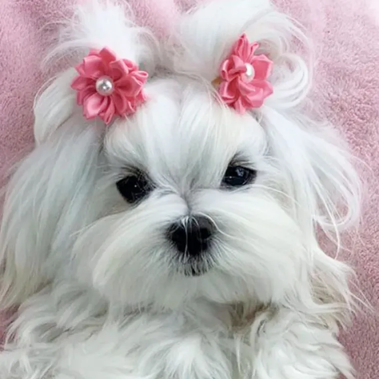 Hårpynt Til Hunde^Ollipet Silkeblomst med perle