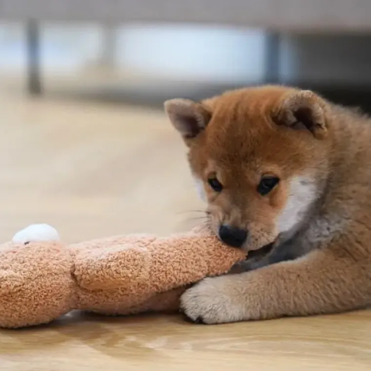 Hvalpelegetøj|Plyslegetøj Til Hunde^Ollipet Snuggle Buddies Teddy Bear