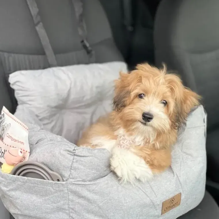 Autostol Til Hunde|Hundeferien^Ollipet Soft Journey bilsæde