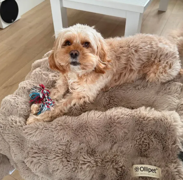 Hundesenge^Ollipet Soft Wave Luksus Tæppe | Khaki