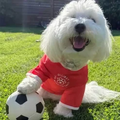 Hundetræning Og Klikker|Hundetøj^Ollipet Sports T-Shirt