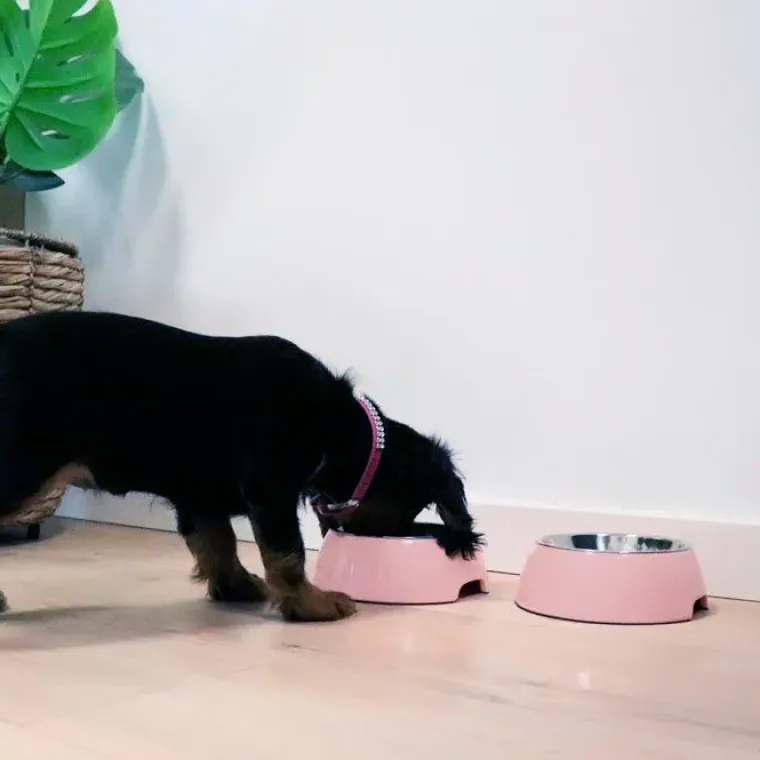 Til Opdrættere|Madskål Og Vandskål^Ollipet Sweetie Bowl | OUTLET