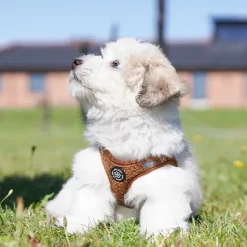 Hundeseler|Hvalpesele Og Hvalpeliner^Ollipet Teddy Step-in hundesele | Brun
