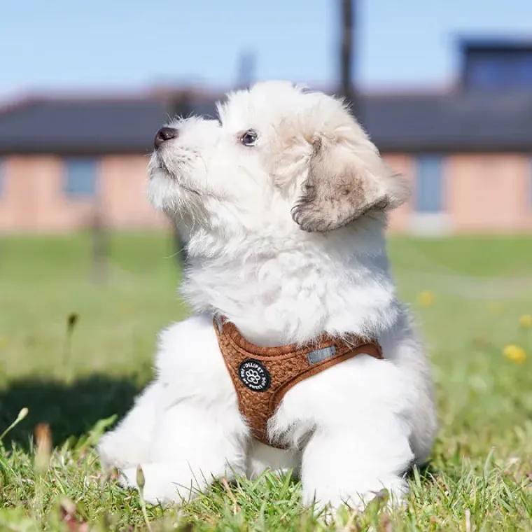 Hundeseler|Hvalpesele Og Hvalpeliner^Ollipet Teddy Step-in hundesele | Brun