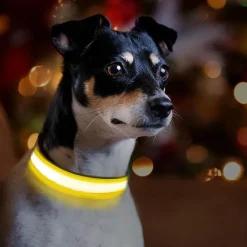 Hundehalsbånd|Løbeturen^Ollipet The Stripe LED Collar | Halsbånd med lys