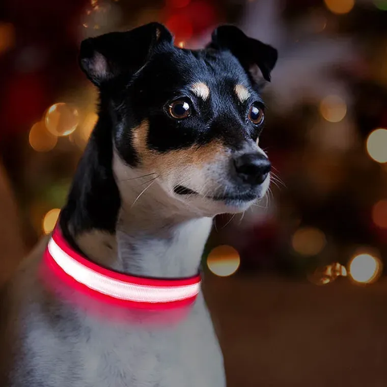 Hundehalsbånd|Løbeturen^Ollipet The Stripe LED Collar | Halsbånd med lys