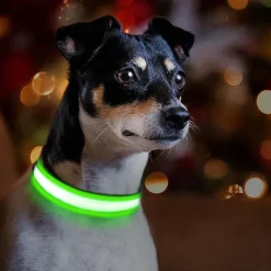 Hundehalsbånd|Løbeturen^Ollipet The Stripe LED Collar | Halsbånd med lys