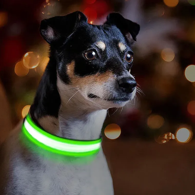 Hundehalsbånd|Løbeturen^Ollipet The Stripe LED Collar | Halsbånd med lys