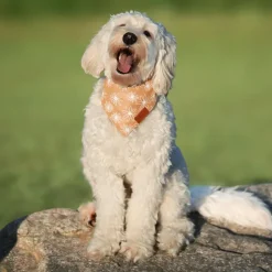 Påskekurven|Hundetøj^Ollipet Trendy Bandana