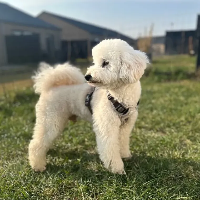 Hundeseler^Ollipet Tweed H-sele | Coffee