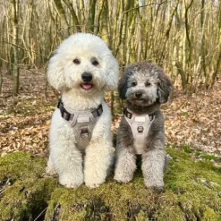 Hundeseler^Ollipet Tweed H-sele | Coffee