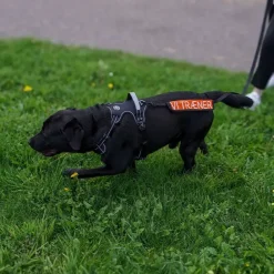 Hundetræning Og Klikker|Hundesnor^Ollipet VI TRÆNER Mærkat