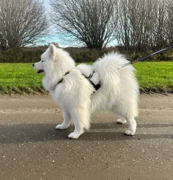 Hundeseler|Løbeturen^Ollipet X-Back Løbesele