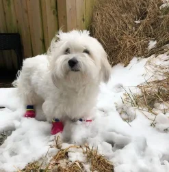 Efterårsklar|Hundesko^FashionDoggy Outdoor waterproof pet socks - kort skaft