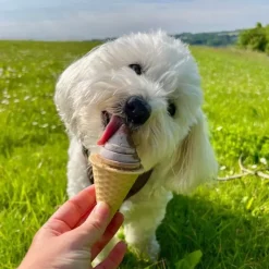 ☀️Sommerklar|Hundemad^ Pakketilbud | FrostSnack Hundeis med Oksepaté