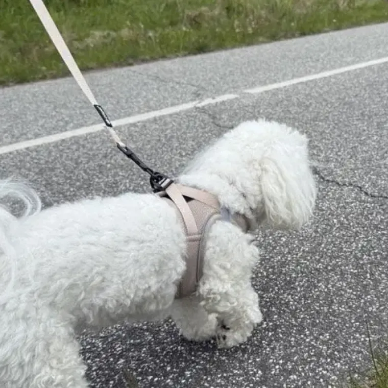 Hundeseler|Hundesnor^ Pakketilbud | Ollipet For Wagging tails sele og snor