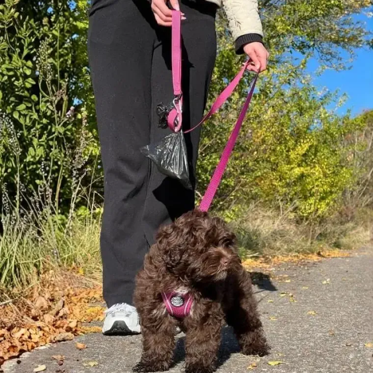 Hundeseler|Hundesnor^ Pakketilbud | Ollipet For Wagging tails sele og snor
