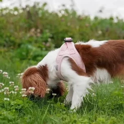 Hundeseler|Lyserøde Favoritter^ Pakketilbud | Ollipet Teddy Sæt | Lyserød