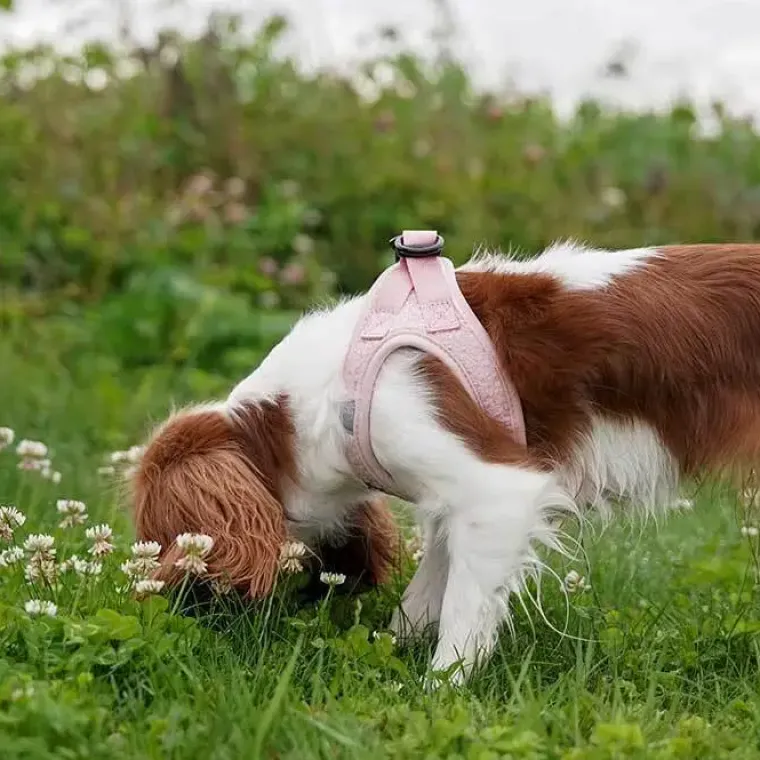 Hundeseler|Lyserøde Favoritter^ Pakketilbud | Ollipet Teddy Sæt | Lyserød