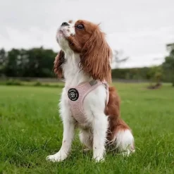 Hundeseler|Lyserøde Favoritter^ Pakketilbud | Ollipet Teddy Sæt | Lyserød
