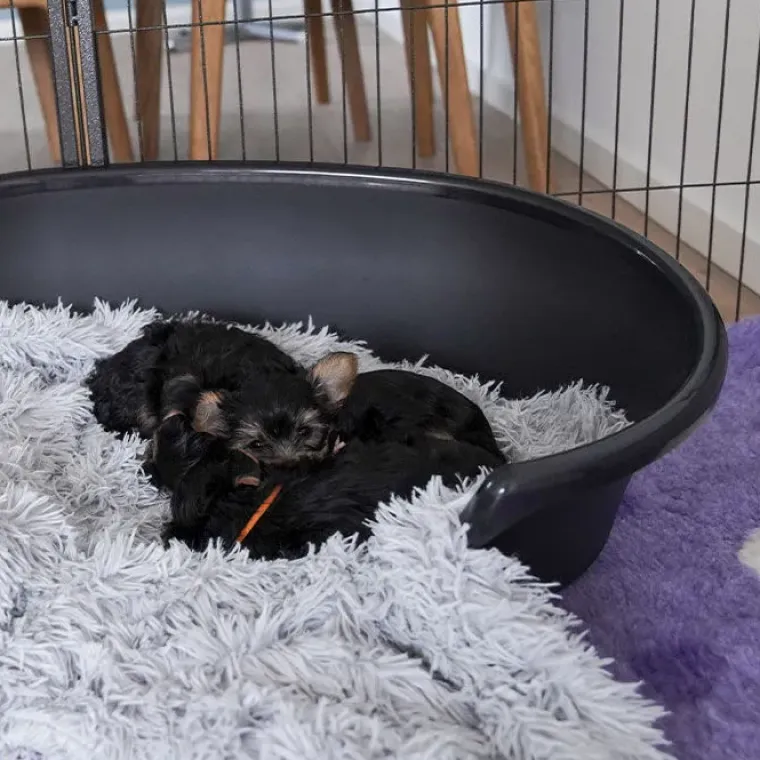 Hundesenge^Savic Plastik Hundekurv | Cosy-Air