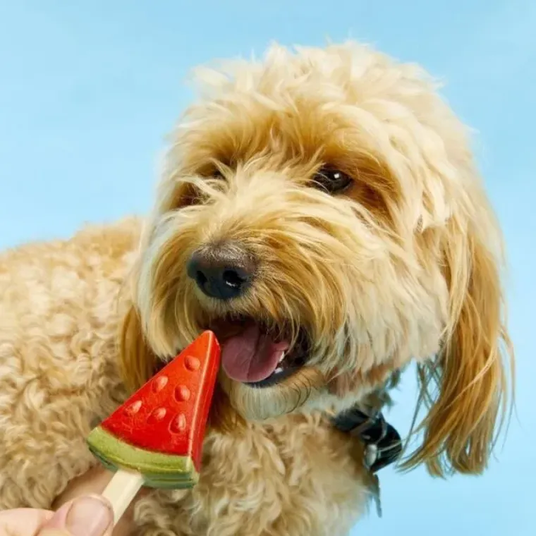 ☀️Sommerklar|Hundeferien^Pup Ice Frugt hundeis | Vandmelon 3 stk.