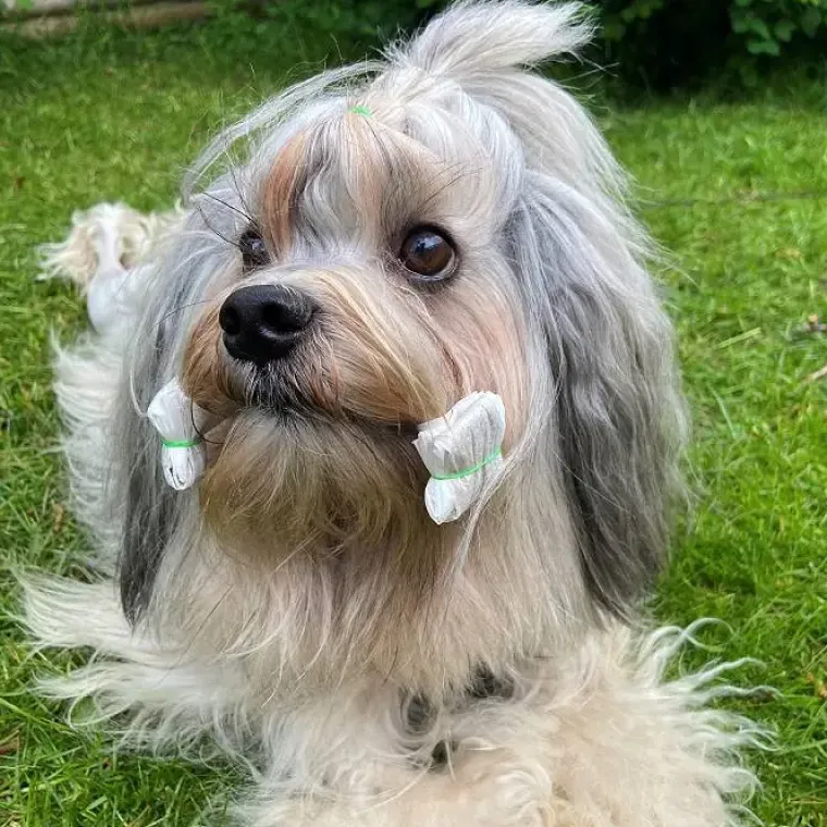 Show Grooming|Pelsplejeredskaber^Show Tech Wrapping paper | Hvid - 100 stk.