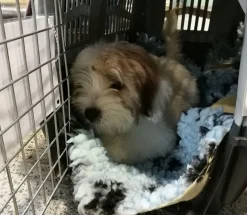 Biltransport Af Hund|Flytasker^Iata Skudo hundetransportbur