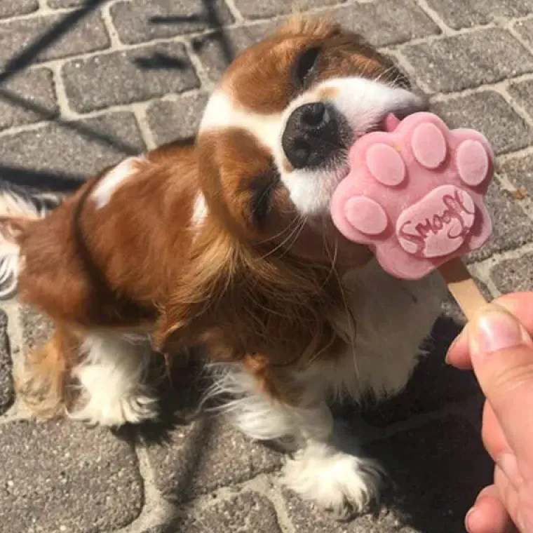☀️Sommerklar|Hundefødselsdag^Smoofl Hundeis Poteform